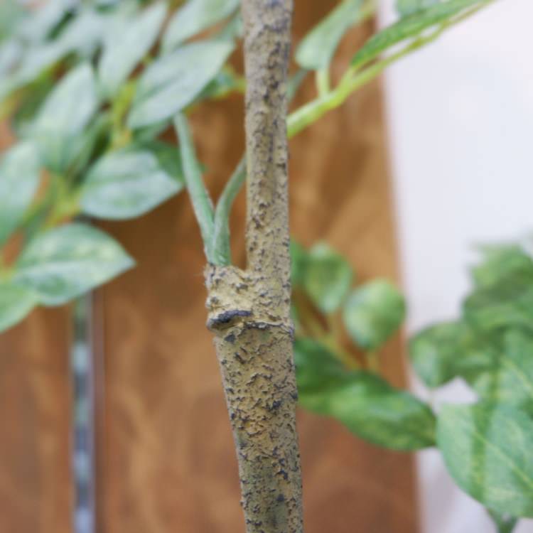 �ȥͥꥳ 180cm��GLP-1497 �����ƥ��ե�����륰�꡼�� �͹����տ�ʪ ���꡼��