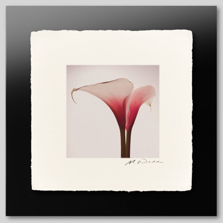 IGREBOW ԥ󥯤Υ顼[» 11] ܥ ƥꥢե ԥ㡼 ̿