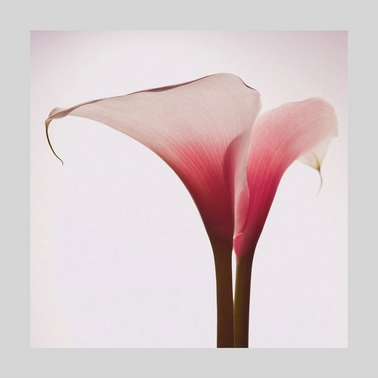 IGREBOW ԥ󥯤Υ顼[» 11] ܥ ƥꥢե ԥ㡼 ̿