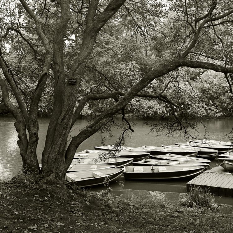 IGREBOW ˥塼衼 ȥѡӡ[» 11] ܥ ƥꥢե ԥ㡼 ̿