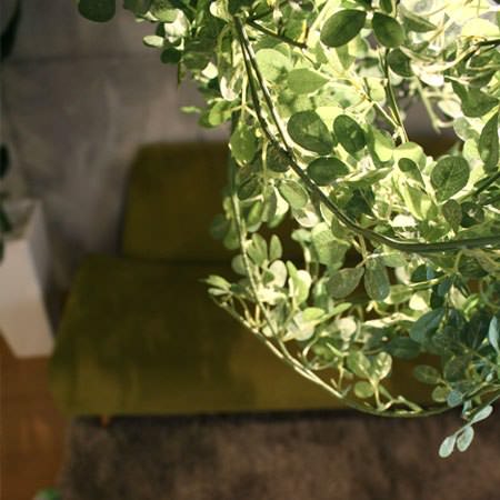 DI CLASSE(�ǥ�����å�)�Υڥ����ȥ��ס�Mini Foresti �ߥ˥ե��쥹�ƥ� ���꡼��