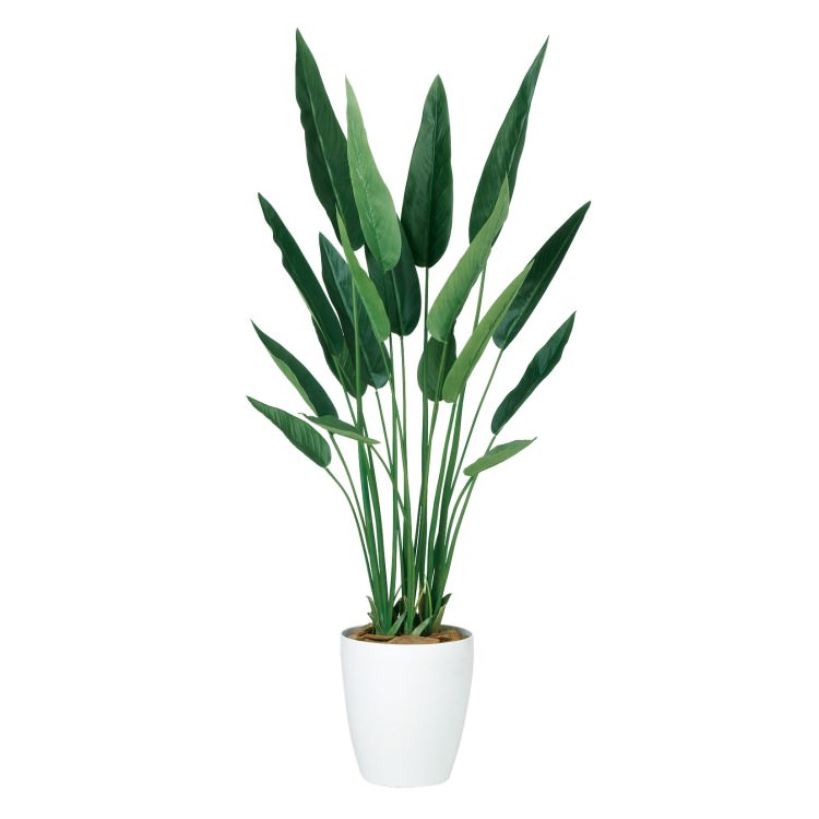 ȥ쥮 W70H140cmTK99178 ƥե륰꡼ ͹տʪ ͹ ȭդ꡼