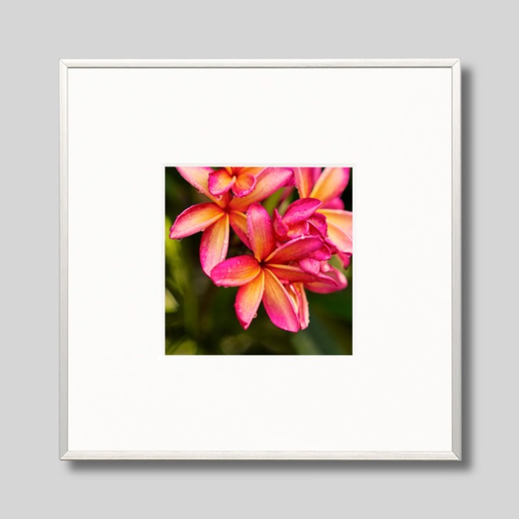 IGREBOW �ץ��ꥢ�β֡�[����� 1��1] ��������ܥ� ����ƥꥢ�ե��� �ԥ����㡼������ �̿�