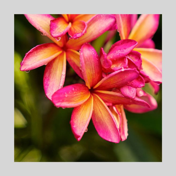 IGREBOW �ץ��ꥢ�β֡�[����� 1��1] ��������ܥ� ����ƥꥢ�ե��� �ԥ����㡼������ �̿�