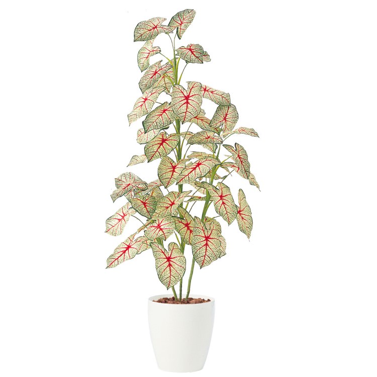 ���饸����ȥ��ԥ����� W65��H100cm��TK91450 �����ƥ��ե�����륰�꡼�� �͹����տ�ʪ �͹����� ȭ�դ����꡼��