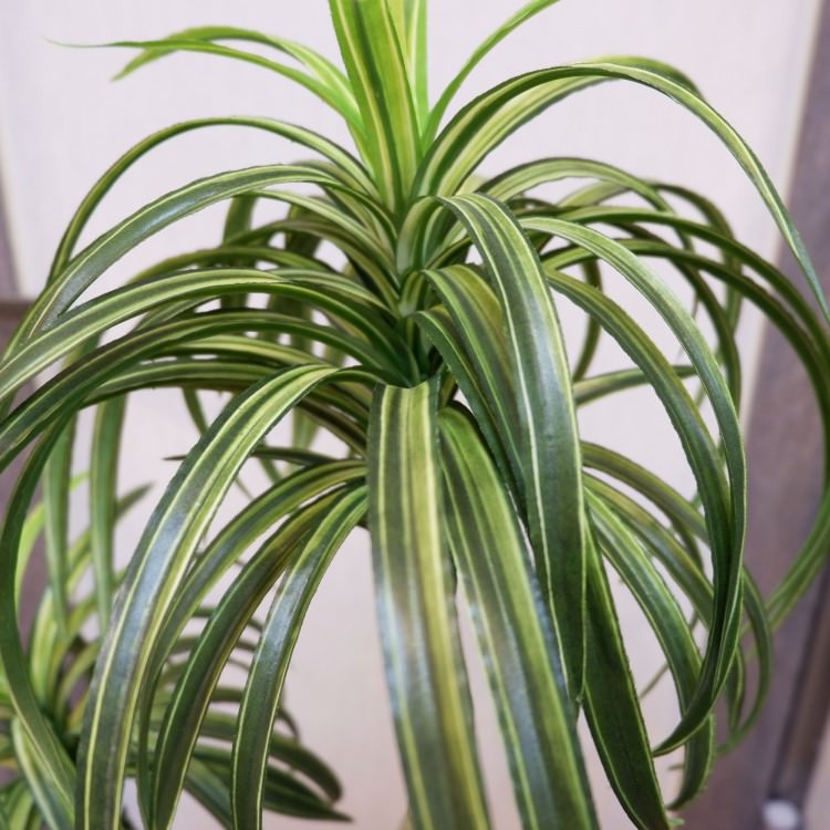 åݥå114cmF4186 ƥե륰꡼ ͹տʪ ͹ ʰȭդ꡼