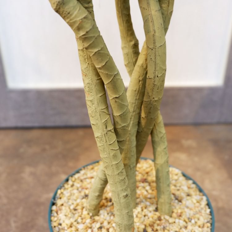 åݥå114cmF4186 ƥե륰꡼ ͹տʪ ͹ ʰȭդ꡼