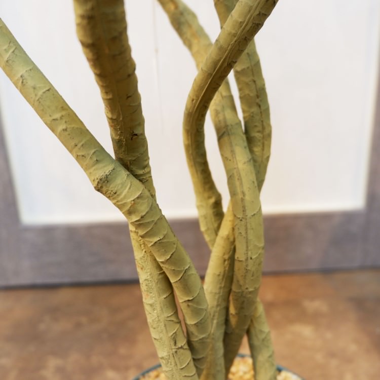 åݥå114cmF4186 ƥե륰꡼ ͹տʪ ͹ ʰȭդ꡼