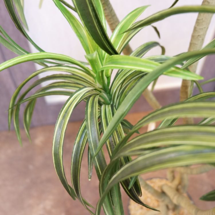 åݥå114cmF4186 ƥե륰꡼ ͹տʪ ͹ ʰȭդ꡼