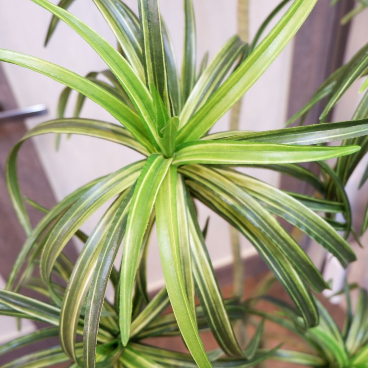 åݥå156cmF4187 ƥե륰꡼ ͹տʪ ͹ ʰȭդ꡼