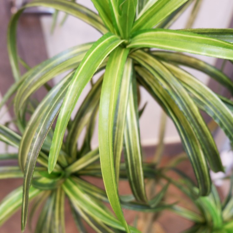 åݥå156cmF4187 ƥե륰꡼ ͹տʪ ͹ ʰȭդ꡼