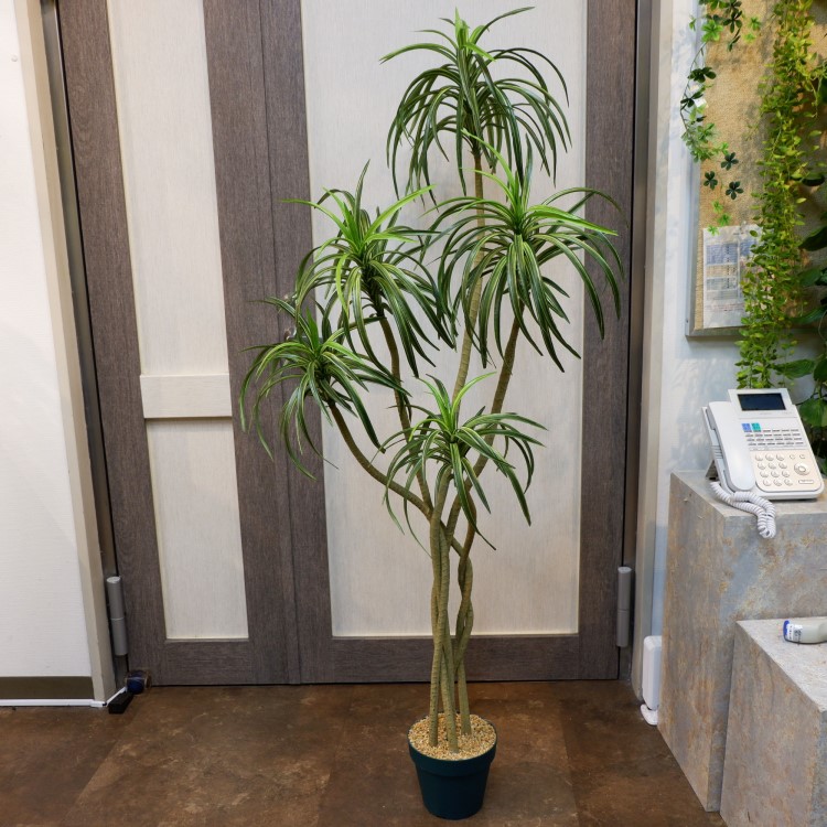 åݥå156cmF4187 ƥե륰꡼ ͹տʪ ͹ ʰȭդ꡼