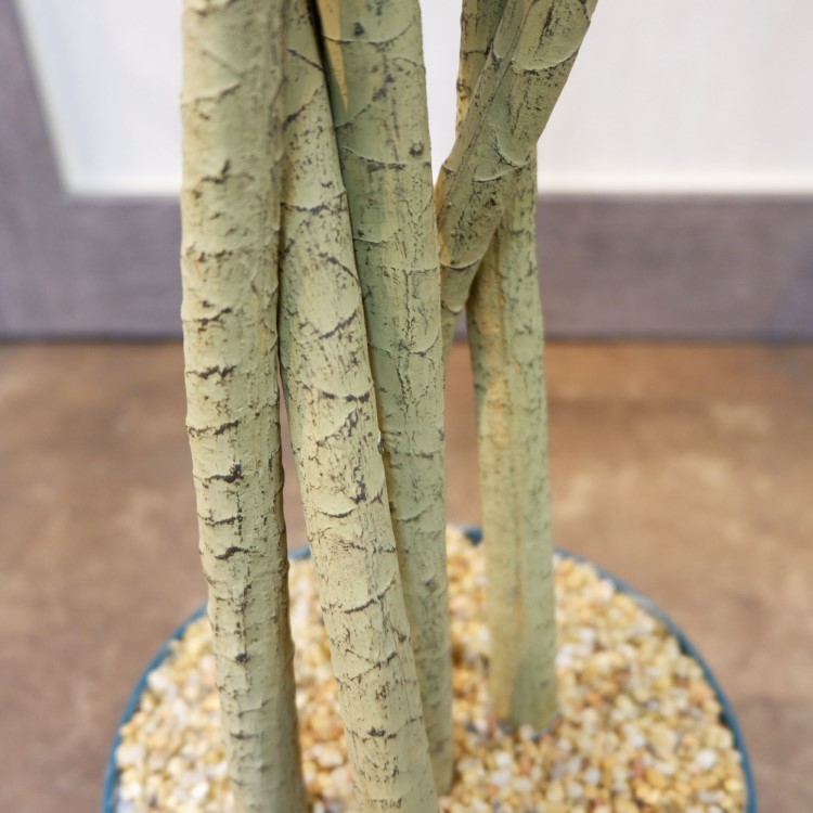 åݥå156cmF4187 ƥե륰꡼ ͹տʪ ͹ ʰȭդ꡼