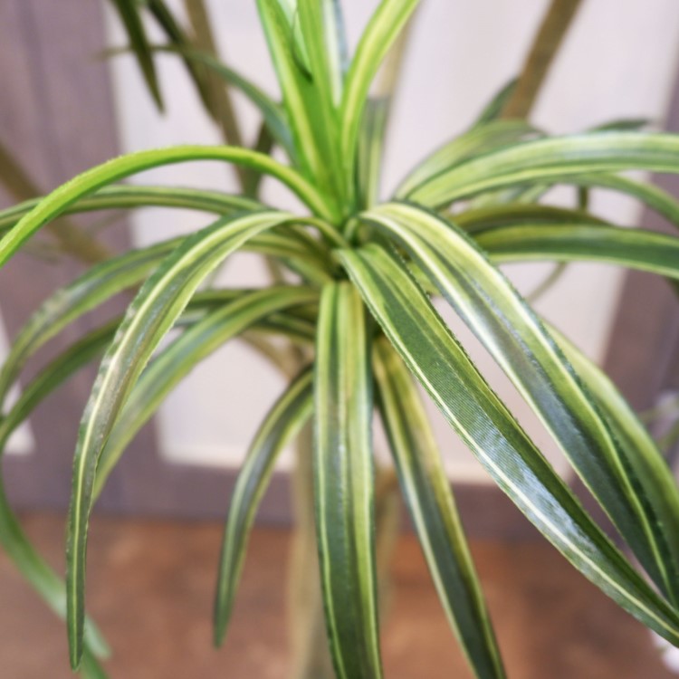 åݥå156cmF4187 ƥե륰꡼ ͹տʪ ͹ ʰȭդ꡼