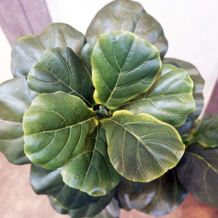 Хݥå100cmF5018 ƥե륰꡼ ͹տʪ ͹ ʰȭդ꡼