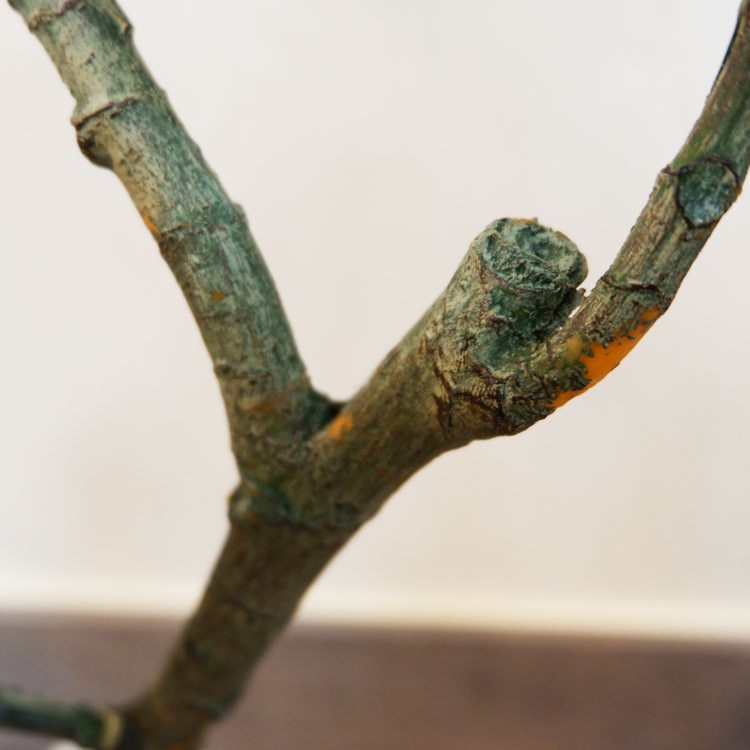 Хݥå100cmF5018 ƥե륰꡼ ͹տʪ ͹ ʰȭդ꡼