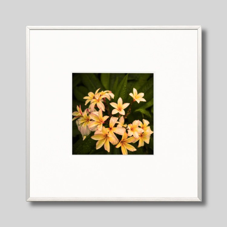 IGREBOW �ץ��ꥢ�β֡�[����� 1��1] ��������ܥ� ����ƥꥢ�ե��� �ԥ����㡼������ �̿�