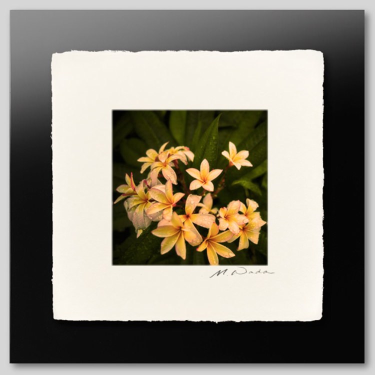 IGREBOW �ץ��ꥢ�β֡�[�»� 1��1] ��������ܥ� ����ƥꥢ�ե��� �ԥ����㡼������ �̿�