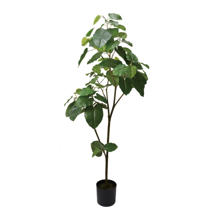 ����٥顼�� 180cm��GLP-1512 �����ƥ��ե�����륰�꡼�� �͹����տ�ʪ ���꡼��