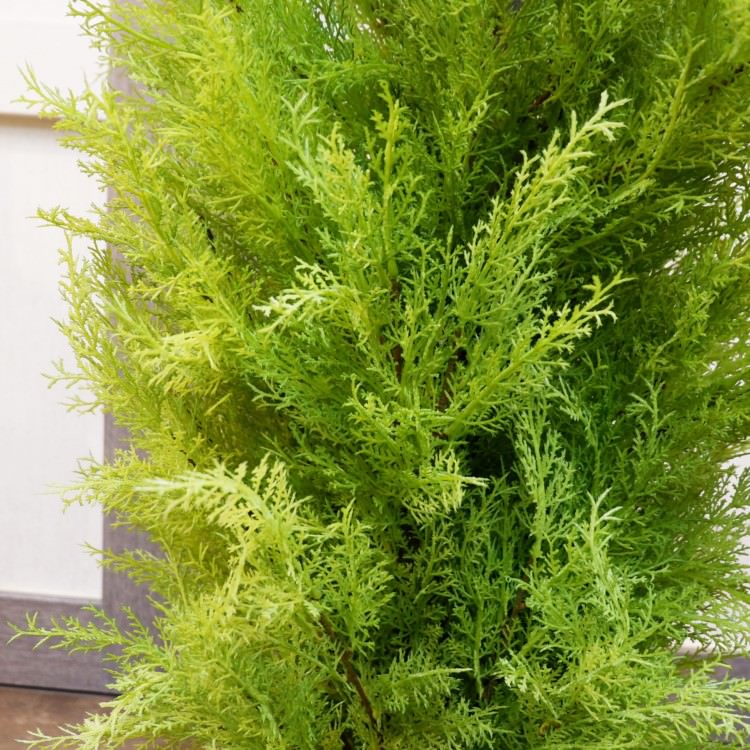 ɥ쥹ȥݥå(XL)180cmFD3166 ƥե륰꡼ ͹տʪ ͹ ʰȭդ꡼