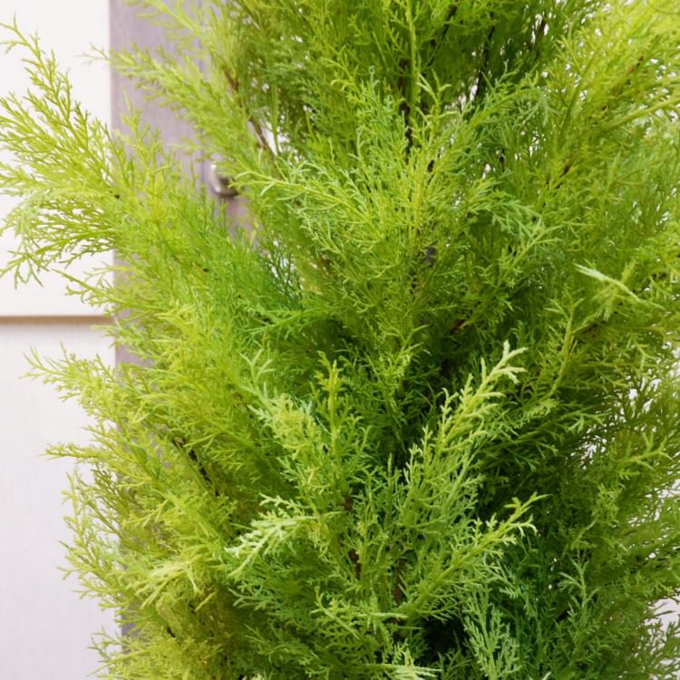 ɥ쥹ȥݥå(XL)180cmFD3166 ƥե륰꡼ ͹տʪ ͹ ʰȭդ꡼