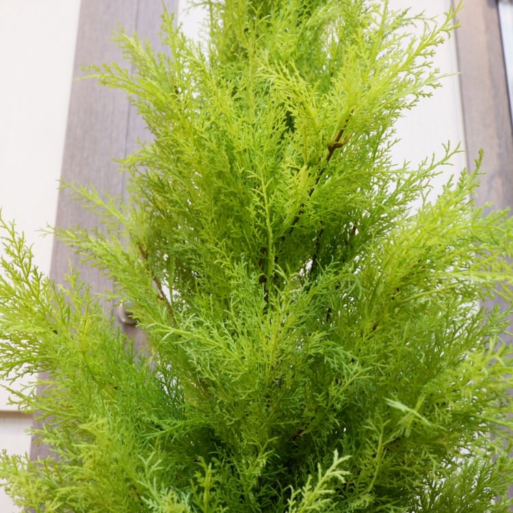 ɥ쥹ȥݥå(XL)180cmFD3166 ƥե륰꡼ ͹տʪ ͹ ʰȭդ꡼