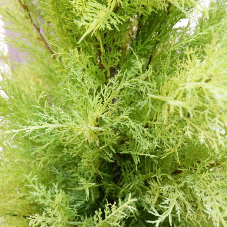 ɥ쥹ȥݥå(XL)180cmFD3166 ƥե륰꡼ ͹տʪ ͹ ʰȭդ꡼