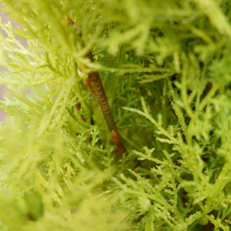 ɥ쥹ȥݥå(XL)180cmFD3166 ƥե륰꡼ ͹տʪ ͹ ʰȭդ꡼