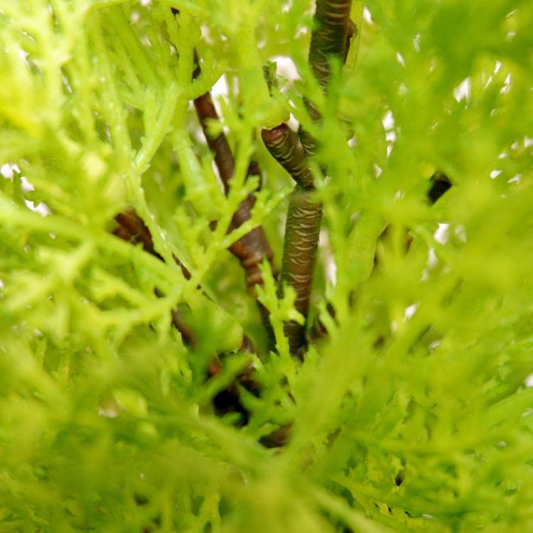 ɥ쥹ȥݥå(XL)180cmFD3166 ƥե륰꡼ ͹տʪ ͹ ʰȭդ꡼