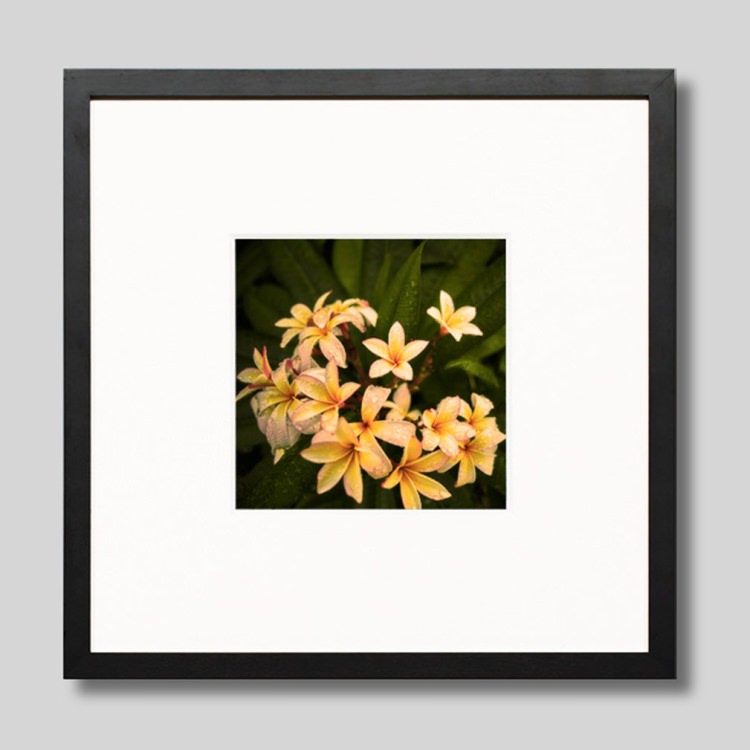 IGREBOW ץꥢβ֡[å 11] ܥ ƥꥢե ԥ㡼 ̿