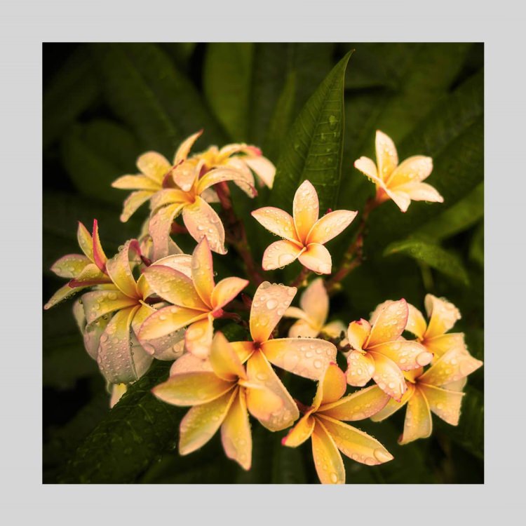 IGREBOW ץꥢβ֡[å 11] ܥ ƥꥢե ԥ㡼 ̿