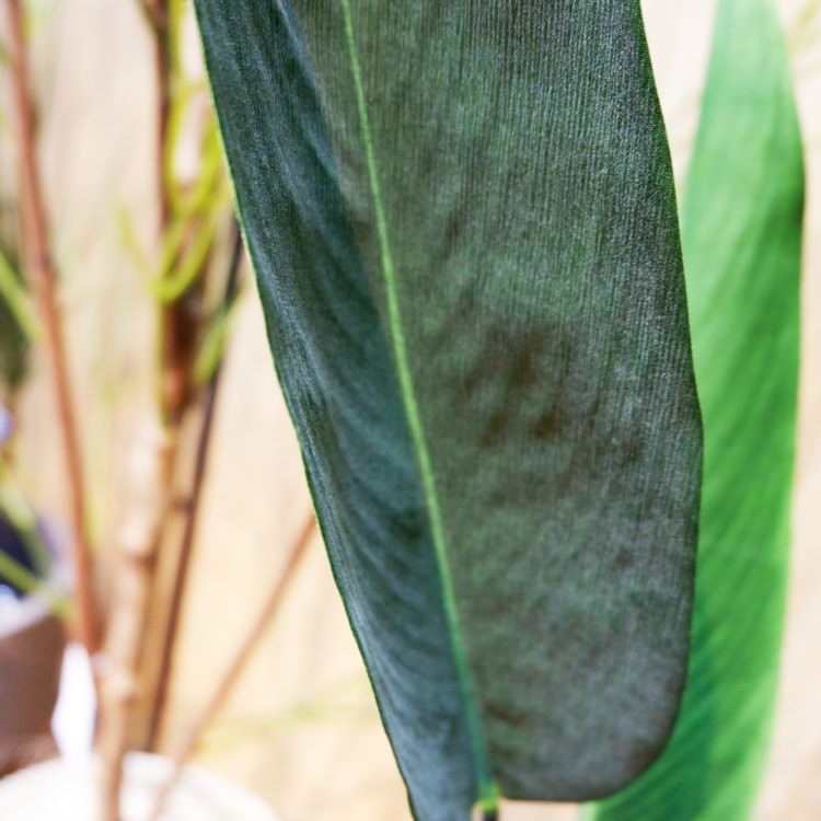 ����� 200cm��GLP-1513 �����ƥ��ե�����륰�꡼�� �͹����տ�ʪ ���꡼��