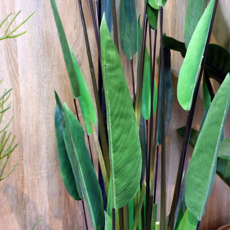 ����� 200cm��GLP-1513 �����ƥ��ե�����륰�꡼�� �͹����տ�ʪ ���꡼��