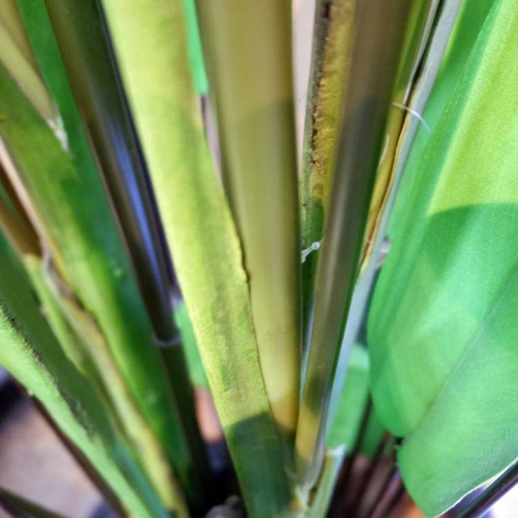 ����� 200cm��GLP-1513 �����ƥ��ե�����륰�꡼�� �͹����տ�ʪ ���꡼��