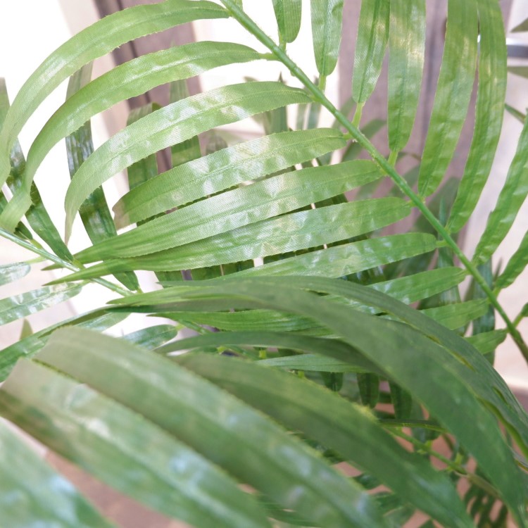 쥫ѡݥå152cmFD3353 ƥե륰꡼ ͹տʪ ͹ ʰȭդ꡼