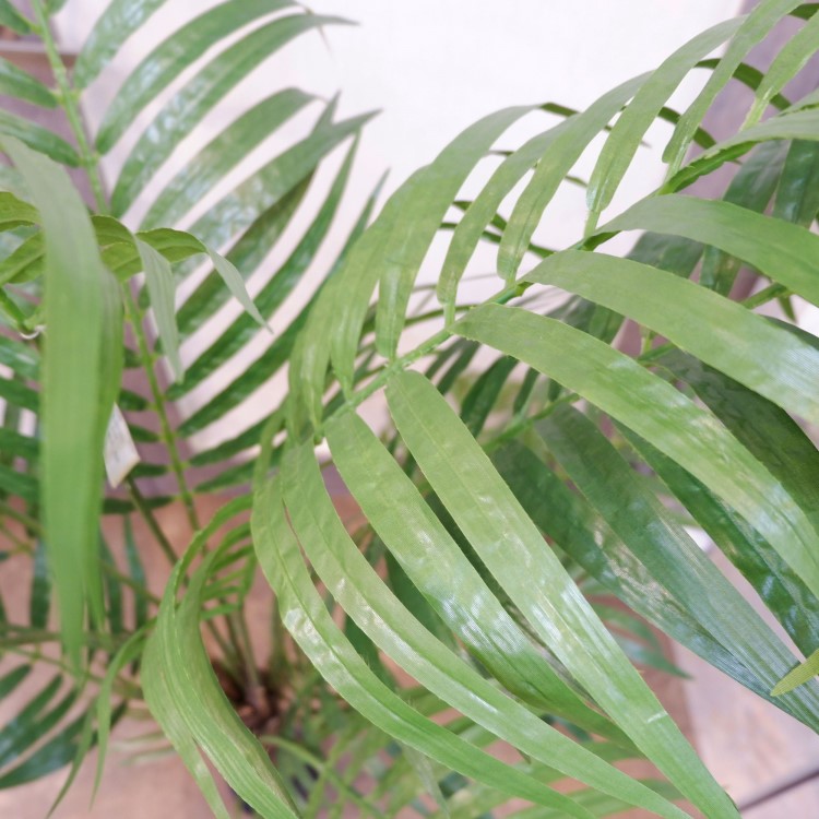 쥫ѡݥå152cmFD3353 ƥե륰꡼ ͹տʪ ͹ ʰȭդ꡼