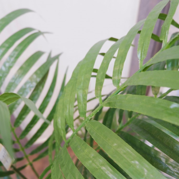 쥫ѡݥå152cmFD3353 ƥե륰꡼ ͹տʪ ͹ ʰȭդ꡼