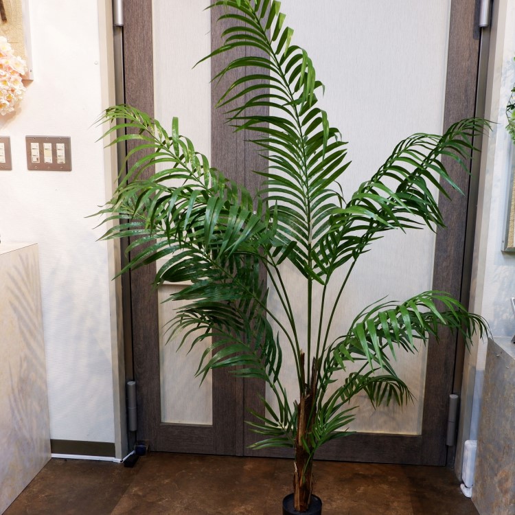 쥫ѡݥå152cmFD3353 ƥե륰꡼ ͹տʪ ͹ ʰȭդ꡼