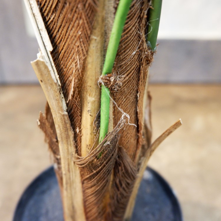 쥫ѡݥå152cmFD3353 ƥե륰꡼ ͹տʪ ͹ ʰȭդ꡼