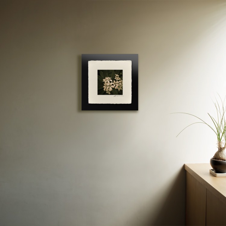 IGREBOW �ץ��ꥢ�β֡�[�»� 1��1] ��������ܥ� ����ƥꥢ�ե��� �ԥ����㡼������ �̿�