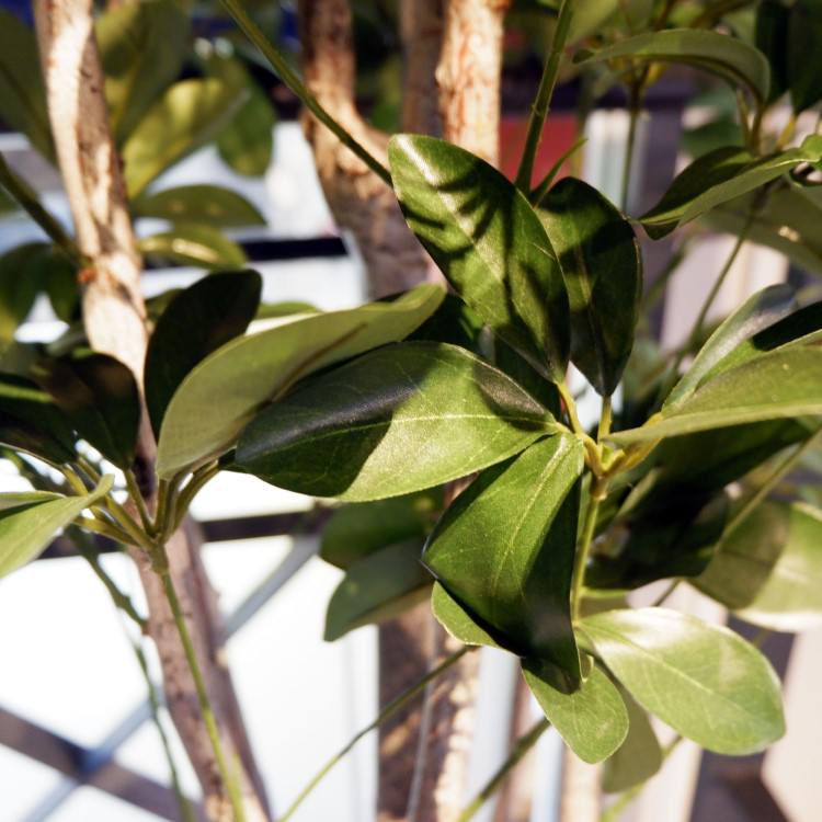 �����ե�� 155cm��GLP-1518 �����ƥ��ե�����륰�꡼�� �͹����տ�ʪ ���꡼��