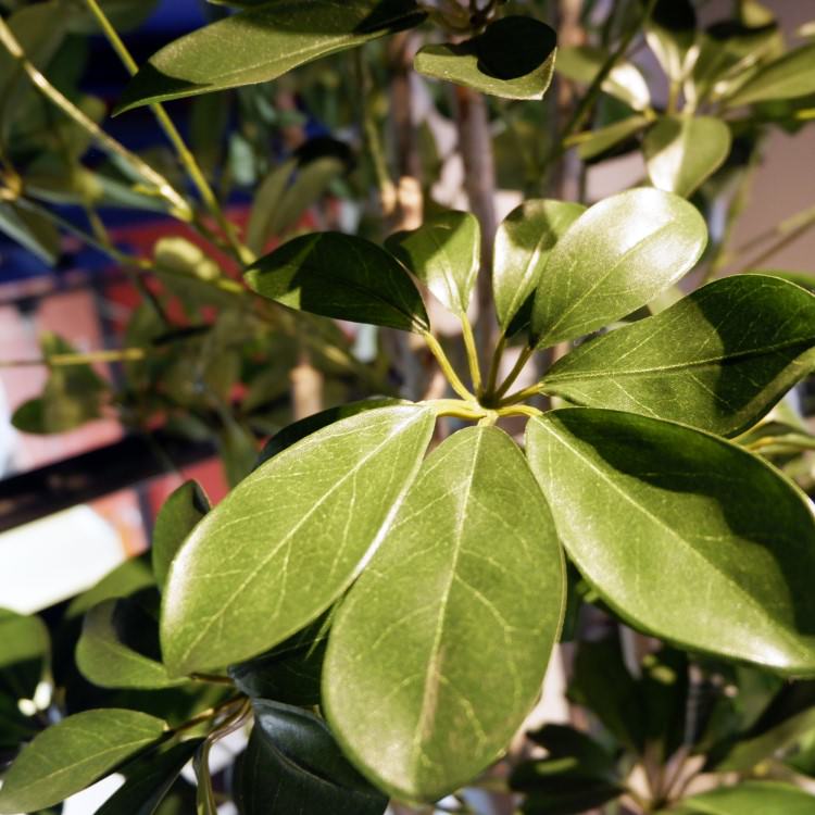 �����ե�� 155cm��GLP-1518 �����ƥ��ե�����륰�꡼�� �͹����տ�ʪ ���꡼��