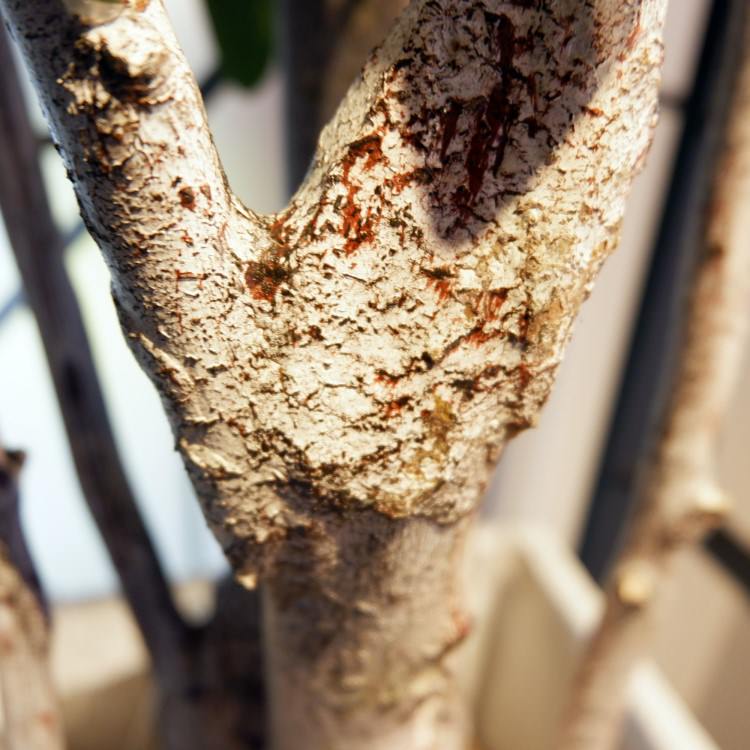 �����ե�� 155cm��GLP-1518 �����ƥ��ե�����륰�꡼�� �͹����տ�ʪ ���꡼��