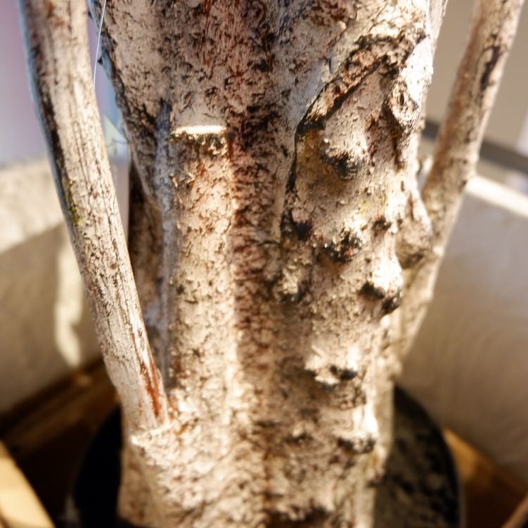 �����ե�� 155cm��GLP-1518 �����ƥ��ե�����륰�꡼�� �͹����տ�ʪ ���꡼��