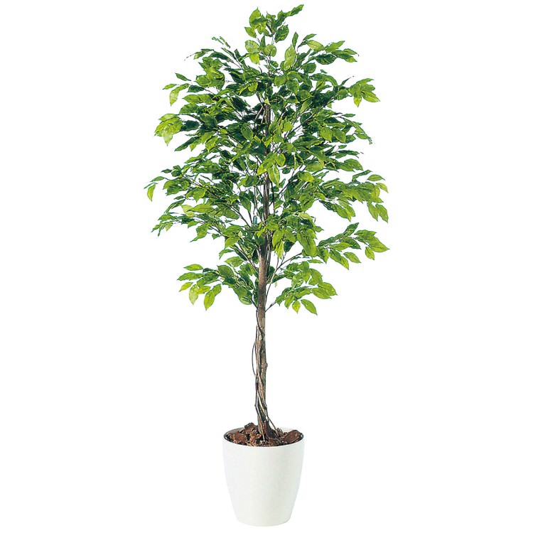 ٥󥸥ߥʥץå W80H180cmTK98530 ƥե륰꡼ ͹տʪ ͹ ȭդ꡼