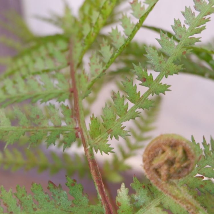 ꡼եݥå55cmFD3703 ƥե륰꡼ ͹տʪ ͹ ʰȭդ꡼