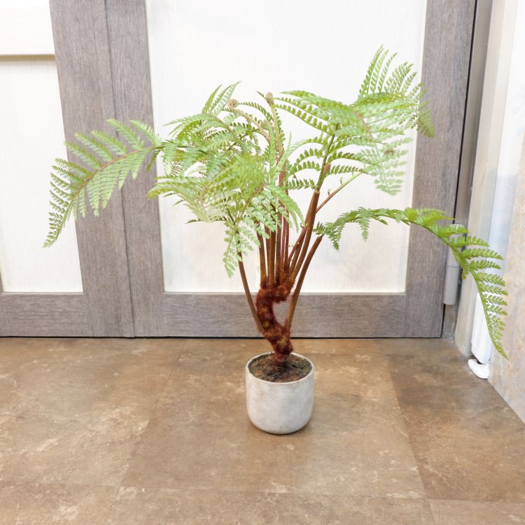 ꡼եݥå55cmFD3703 ƥե륰꡼ ͹տʪ ͹ ʰȭդ꡼