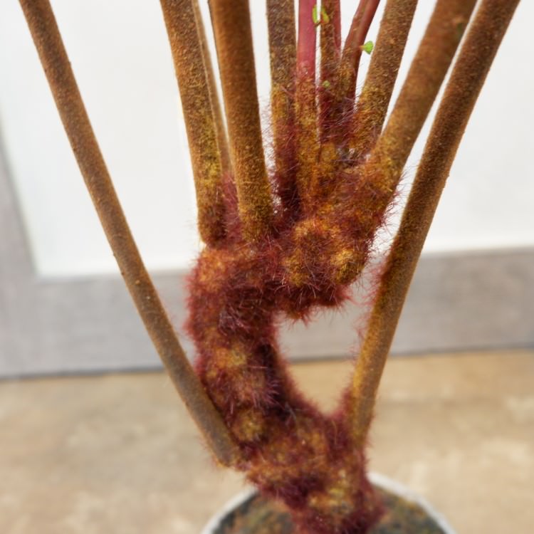 ꡼եݥå55cmFD3703 ƥե륰꡼ ͹տʪ ͹ ʰȭդ꡼