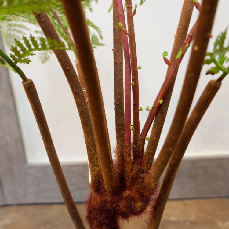 ꡼եݥå55cmFD3703 ƥե륰꡼ ͹տʪ ͹ ʰȭդ꡼