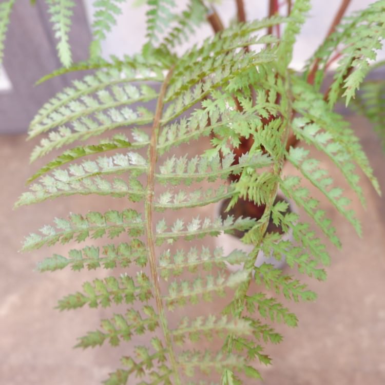 ꡼եݥå55cmFD3703 ƥե륰꡼ ͹տʪ ͹ ʰȭդ꡼